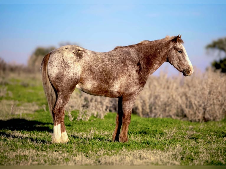 Appaloosa Wallach 6 Jahre 140 cm Roan-Red in WEATHERFORD, TX