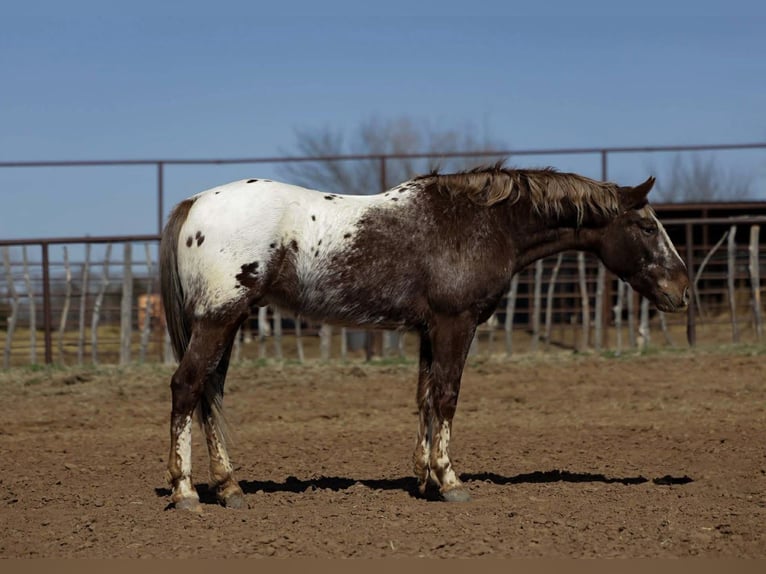 Appaloosa Wallach 6 Jahre 145 cm Dunkelfuchs in Ripley