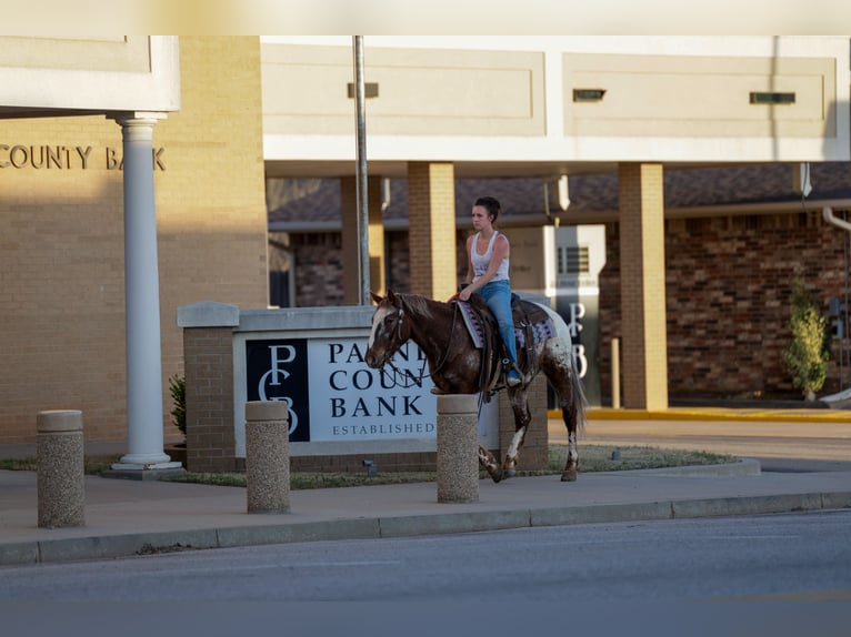 Appaloosa Wallach 6 Jahre 145 cm Dunkelfuchs in Ripley