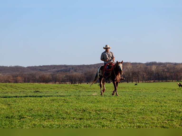 Appaloosa Wallach 6 Jahre 145 cm Dunkelfuchs in Ripley