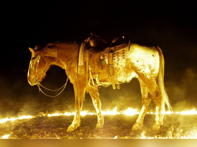 Appaloosa Wallach 6 Jahre 145 cm Dunkelfuchs in Ripley