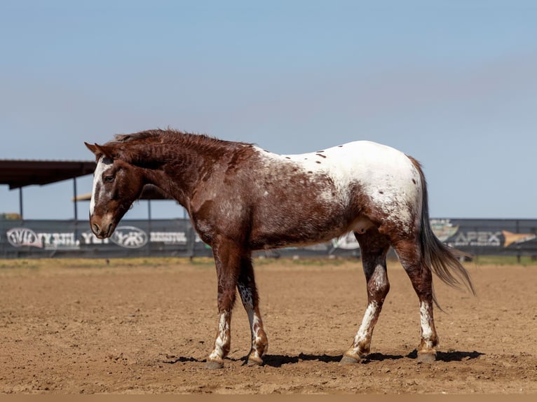 Appaloosa Wallach 6 Jahre 145 cm Dunkelfuchs in Ripley