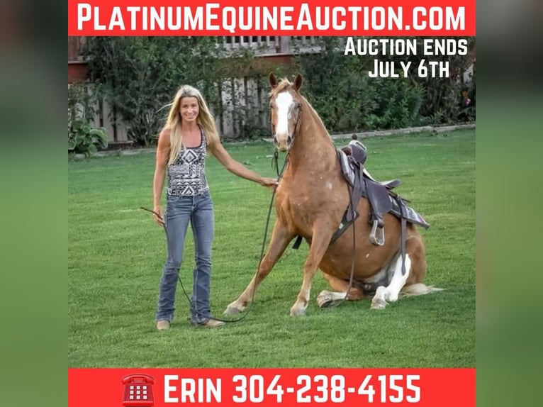 Appaloosa Wallach 6 Jahre 145 cm Palomino in Flemingsburg KY