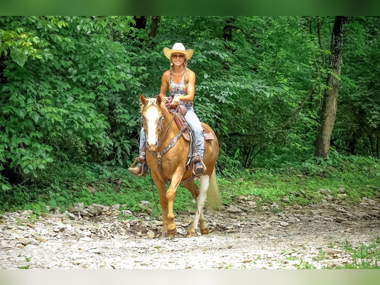 Appaloosa Wallach 6 Jahre 145 cm Palomino in Flemingsburg KY