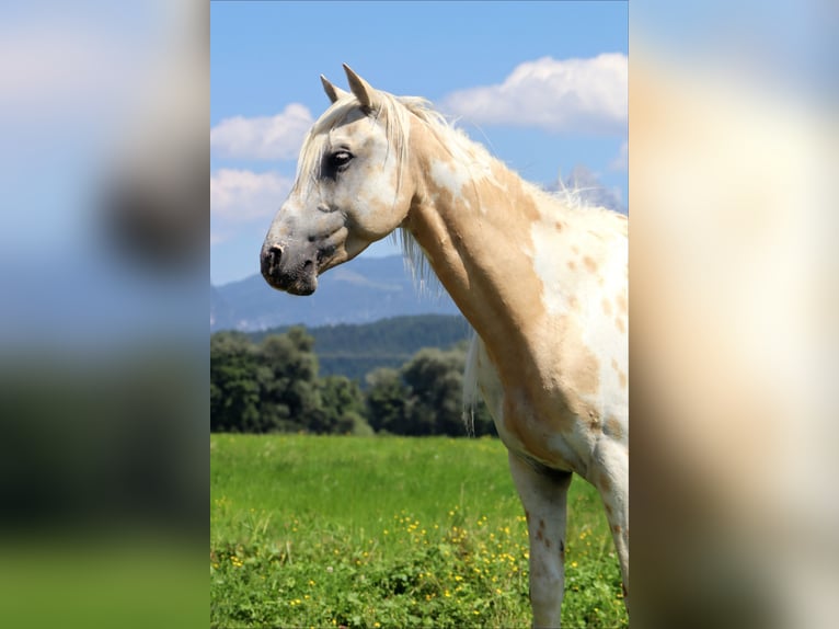 Appaloosa Wallach 6 Jahre 145 cm Tigerschecke in Kirchbichl