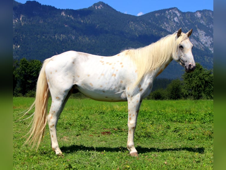 Appaloosa Wallach 6 Jahre 145 cm Tigerschecke in Kirchbichl