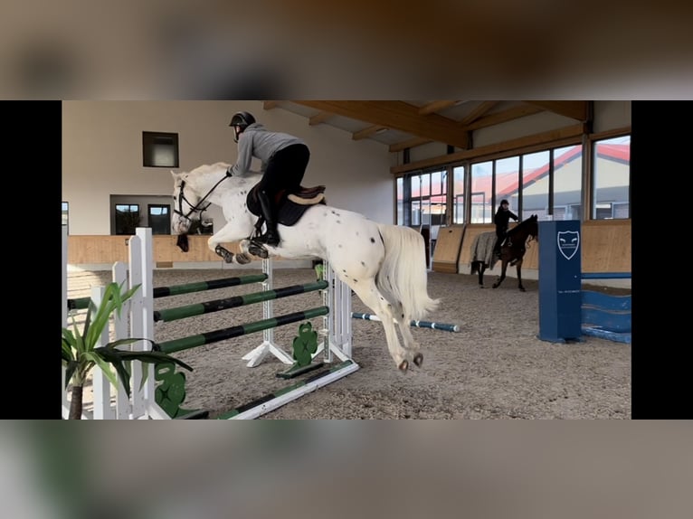 Appaloosa Wallach 6 Jahre 148 cm Schimmel in Walldorf