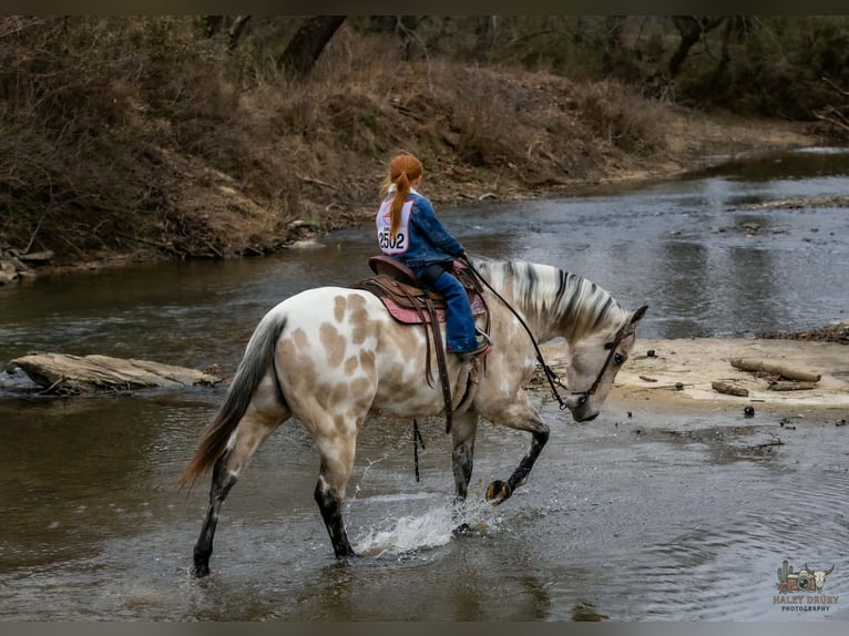 Appaloosa Wallach 6 Jahre 150 cm Buckskin in Auburn
