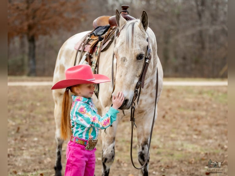 Appaloosa Wallach 6 Jahre 150 cm Buckskin in Auburn