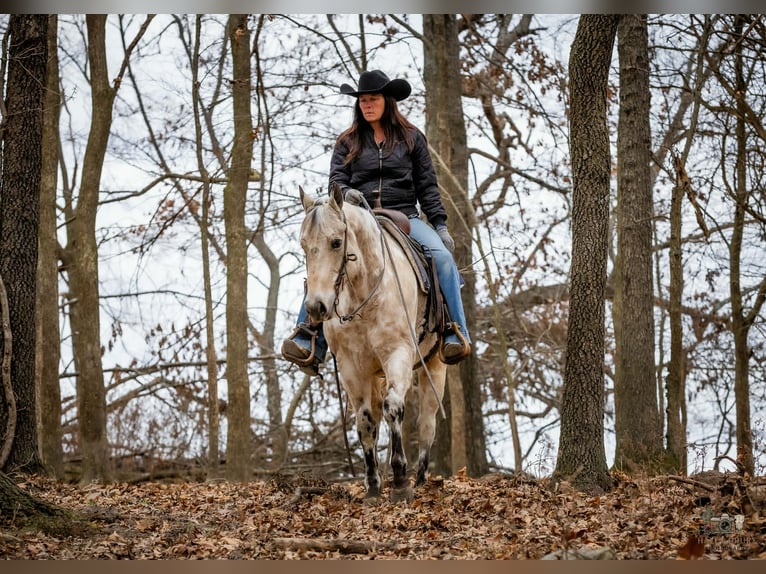 Appaloosa Wallach 6 Jahre 150 cm Buckskin in Auburn