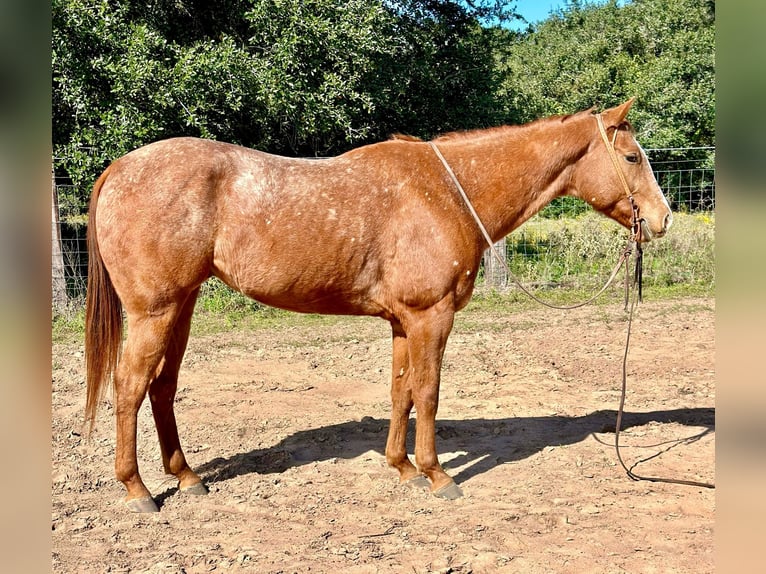 Appaloosa Wallach 6 Jahre 150 cm Roan-Red in Victoria TX