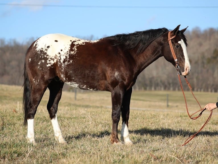 Appaloosa Wallach 6 Jahre 150 cm Rotbrauner in Whitley City KY