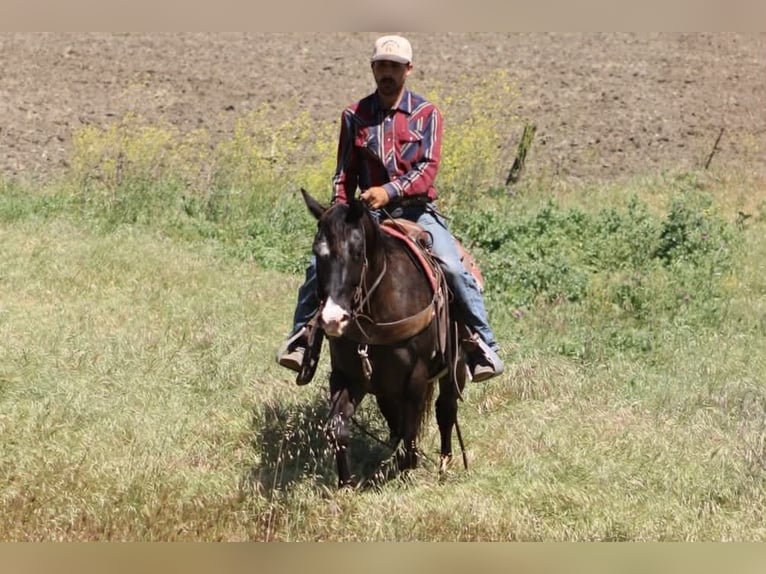 Appaloosa Wallach 6 Jahre 152 cm Dunkelbrauner in Tres Pinos