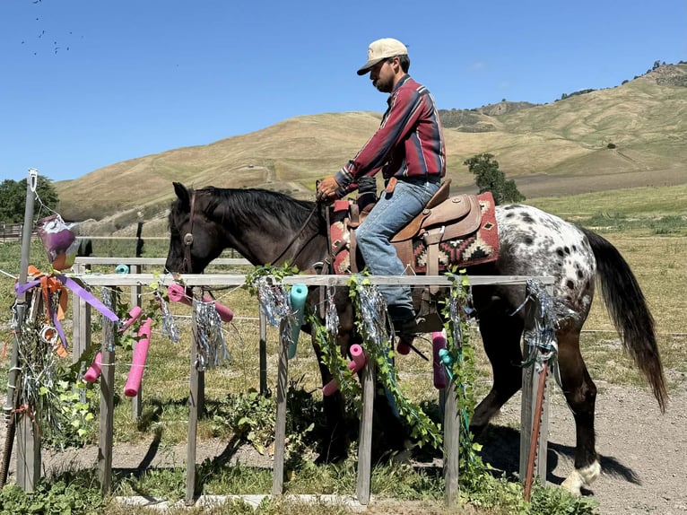 Appaloosa Wallach 6 Jahre 152 cm Dunkelbrauner in Tres Pinos