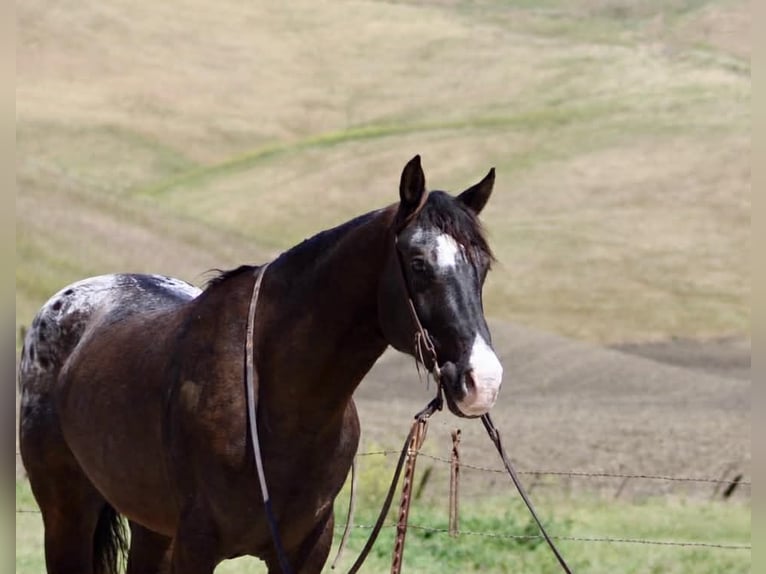Appaloosa Wallach 6 Jahre 152 cm Dunkelbrauner in Tres Pinos