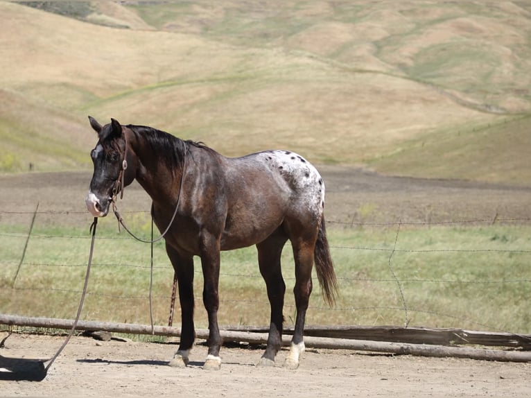Appaloosa Wallach 6 Jahre 152 cm Dunkelbrauner in Tres Pinos