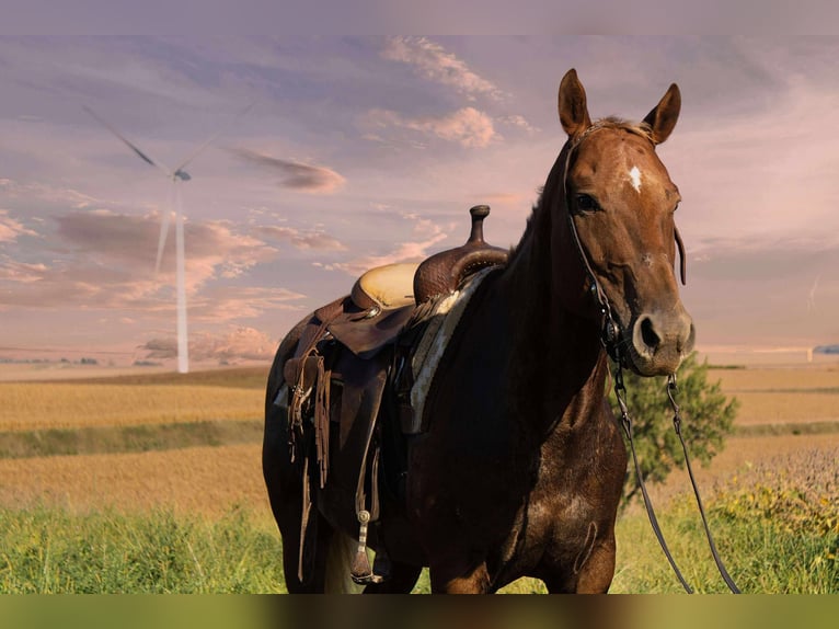Appaloosa Wallach 6 Jahre 152 cm Dunkelfuchs in Battle Creek