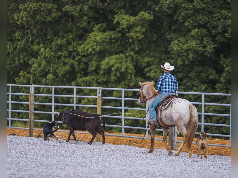 Appaloosa Wallach 6 Jahre 152 cm in Charlotte, TN