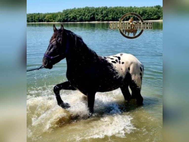 Appaloosa Wallach 6 Jahre 152 cm White in Harta