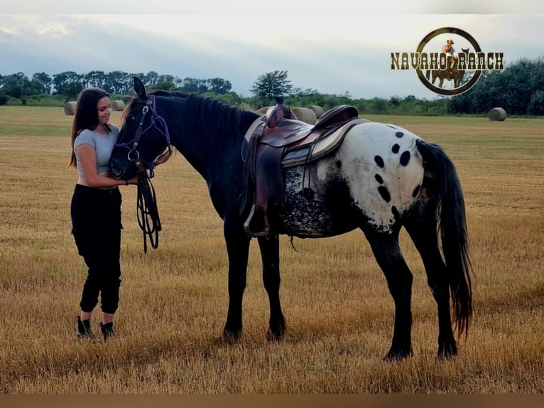 Appaloosa Wallach 6 Jahre 152 cm White in Harta
