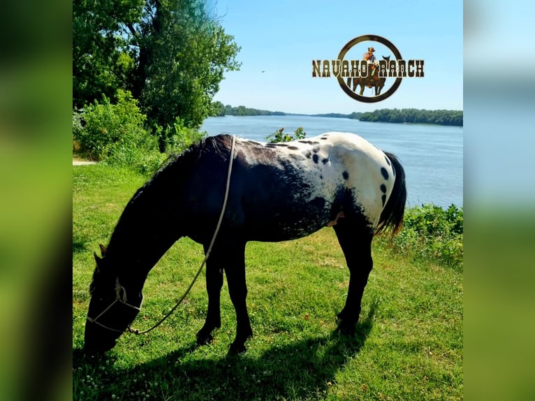 Appaloosa Wallach 6 Jahre 152 cm White in Harta