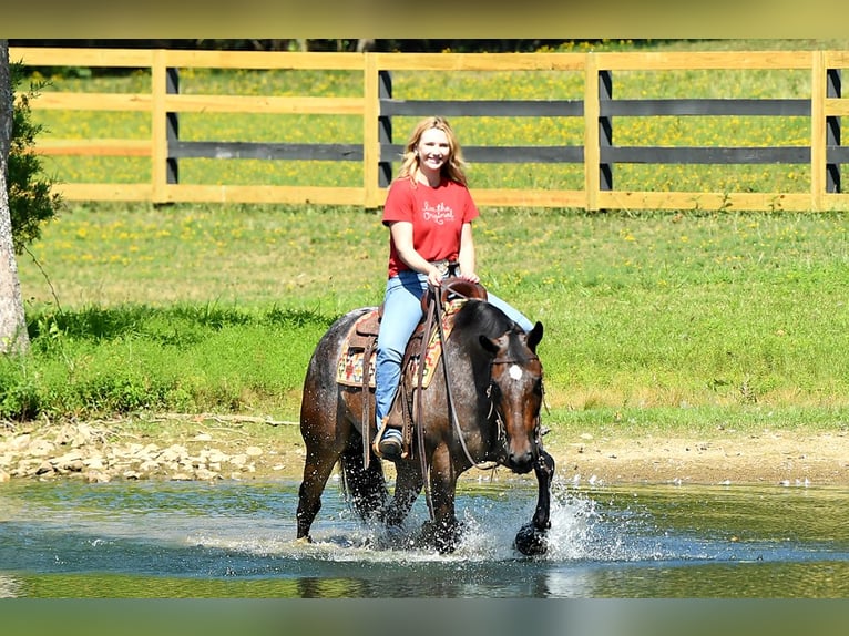 Appaloosa Wallach 6 Jahre 153 cm Rotbrauner in Newcastle Upon Tyne