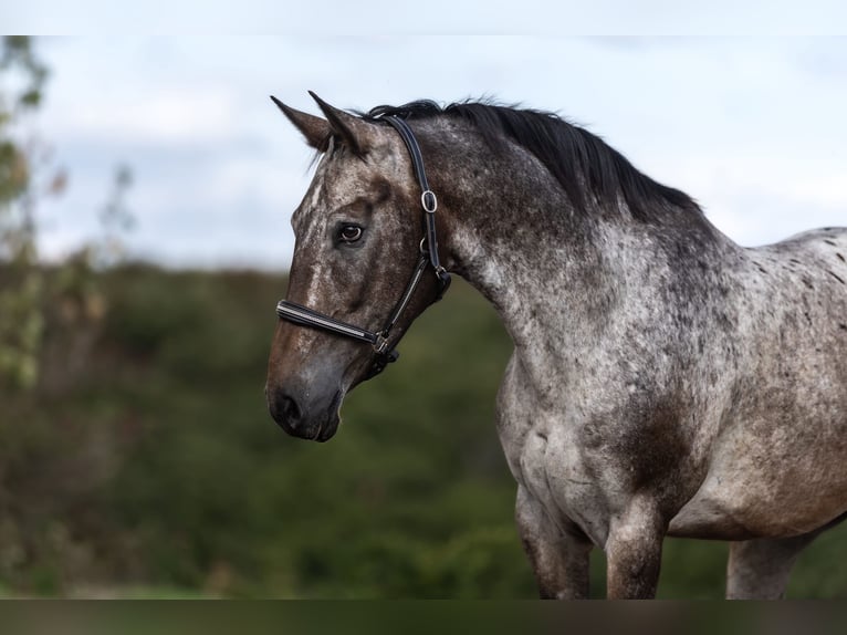 Appaloosa Mix Wallach 6 Jahre 154 cm Braunfalbschimmel in Galenberg