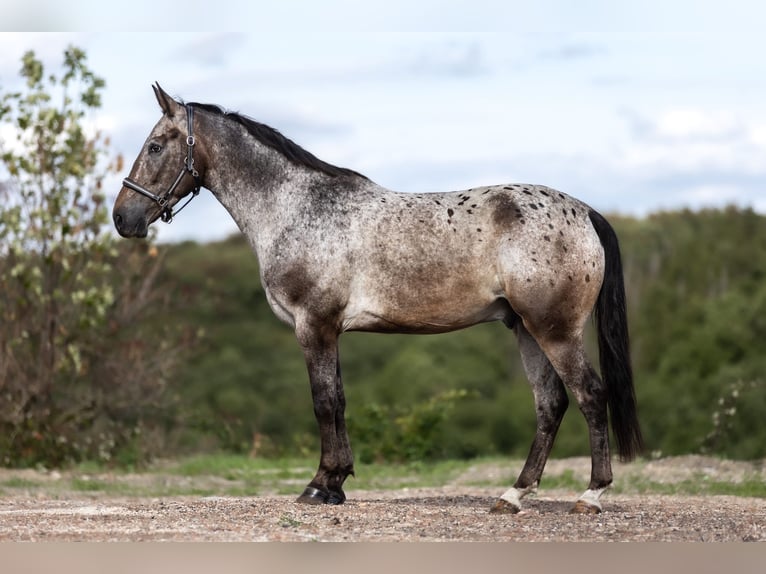 Appaloosa Mix Wallach 6 Jahre 154 cm Braunfalbschimmel in Galenberg