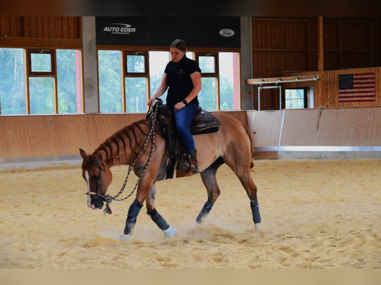 Appaloosa Wallach 6 Jahre 154 cm Falbe in Oberhaching