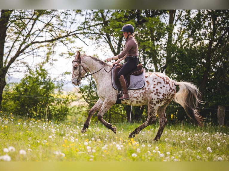 Appaloosa Wallach 6 Jahre 155 cm Tigerschecke in Einbeck