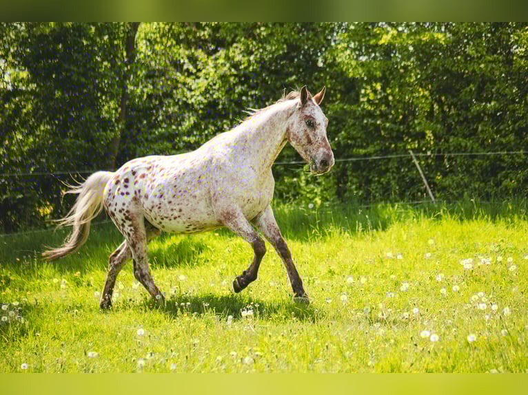Appaloosa Wallach 6 Jahre 155 cm Tigerschecke in Einbeck