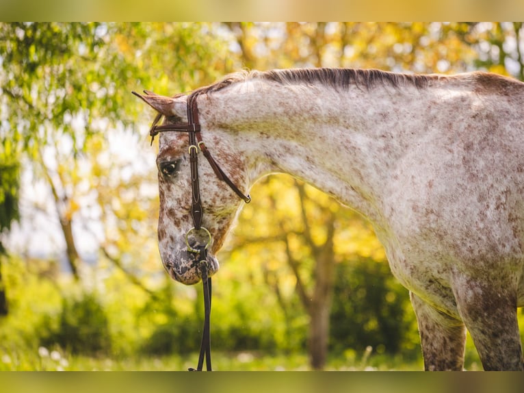 Appaloosa Wallach 6 Jahre 155 cm Tigerschecke in Einbeck