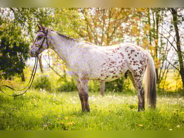 Appaloosa Wallach 6 Jahre 155 cm Tigerschecke in Einbeck
