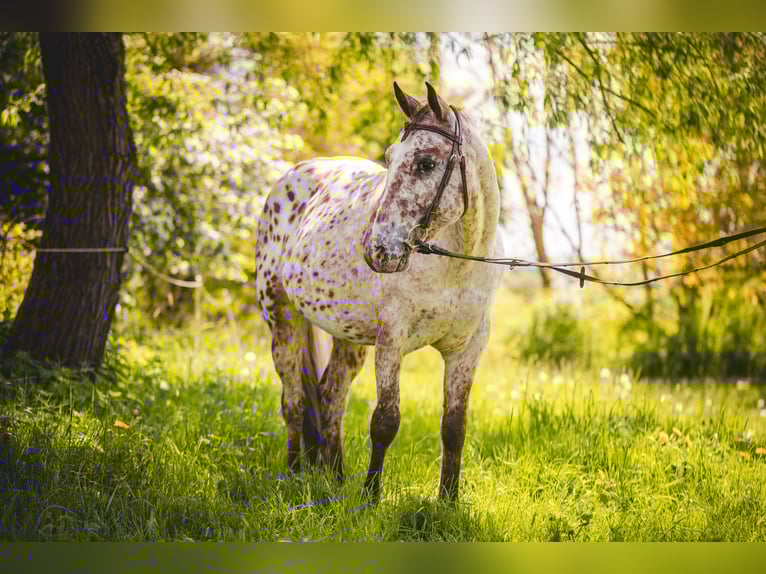 Appaloosa Wallach 6 Jahre 155 cm Tigerschecke in Einbeck