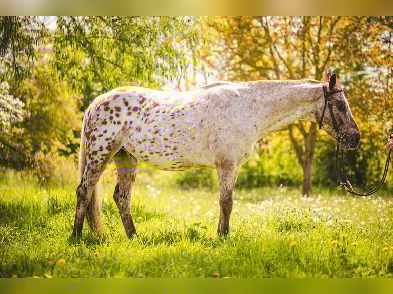 Appaloosa Wallach 6 Jahre 155 cm Tigerschecke in Einbeck