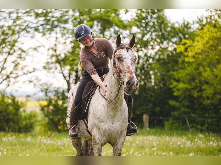 Appaloosa Wallach 6 Jahre 155 cm Tigerschecke in Einbeck