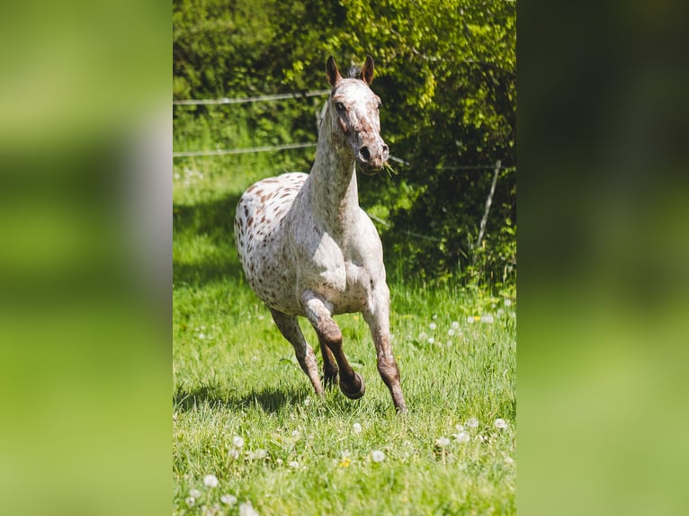 Appaloosa Wallach 6 Jahre 155 cm Tigerschecke in Einbeck