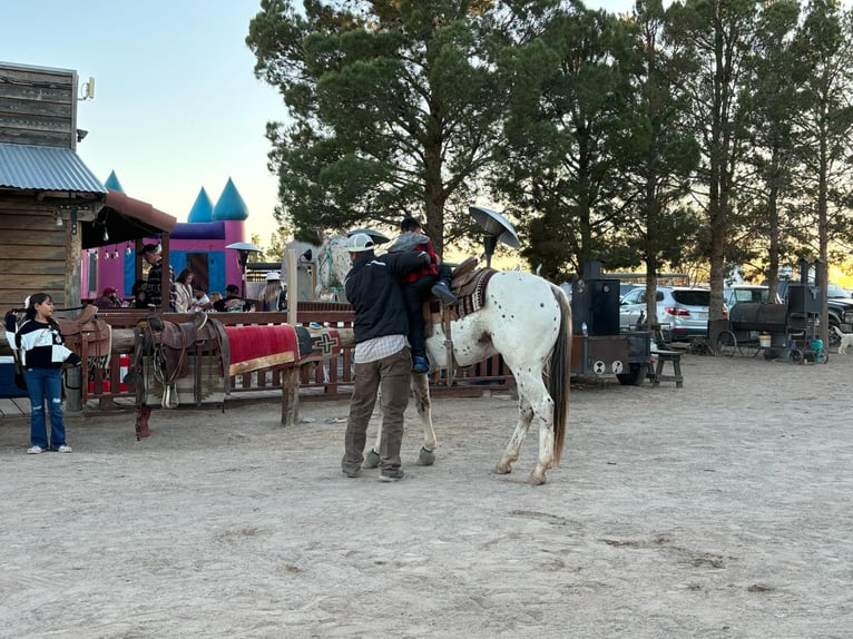Appaloosa Wallach 6 Jahre 155 cm in El Paso TX