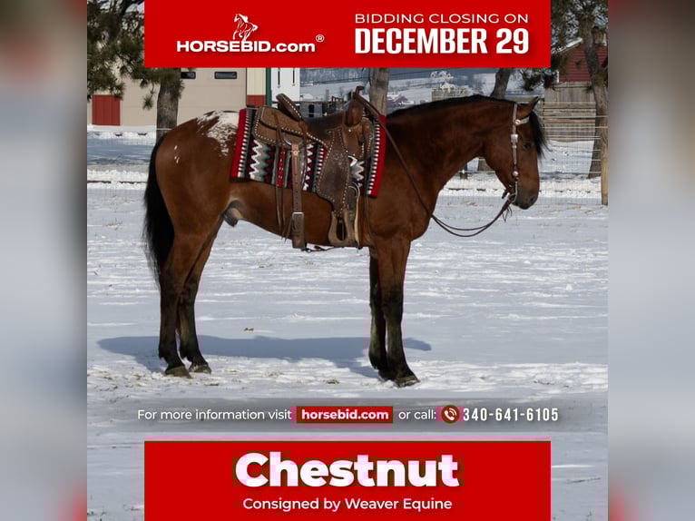 Appaloosa Mix Wallach 6 Jahre 157 cm Rotbrauner in Fredericksburg