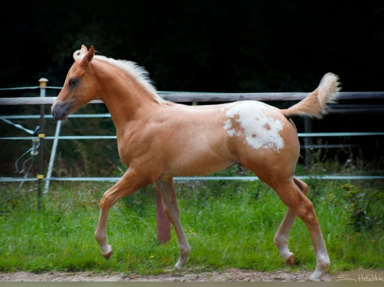 Appaloosa Wallach 6 Jahre 159 cm Palomino in Kirtorf