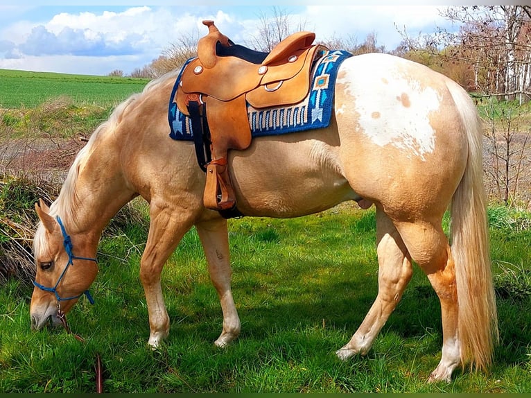 Appaloosa Wallach 6 Jahre 159 cm Palomino in Kirtorf