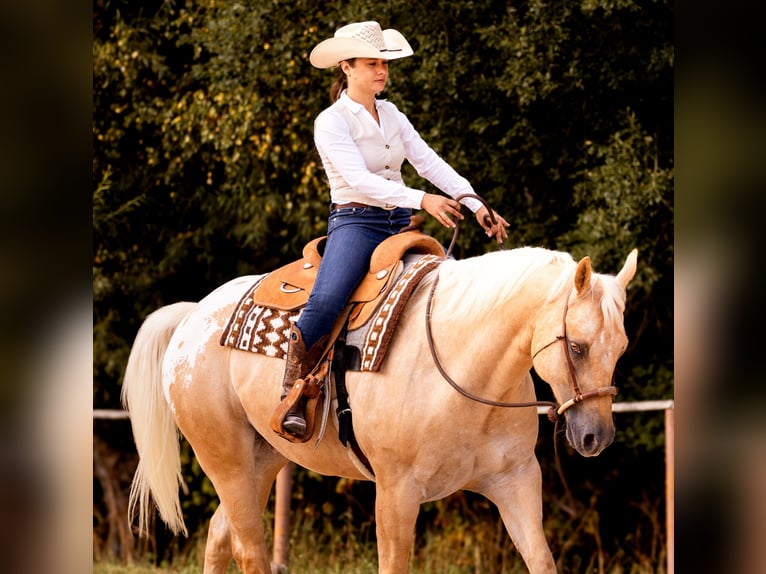 Appaloosa Wallach 6 Jahre 159 cm Palomino in Kirtorf