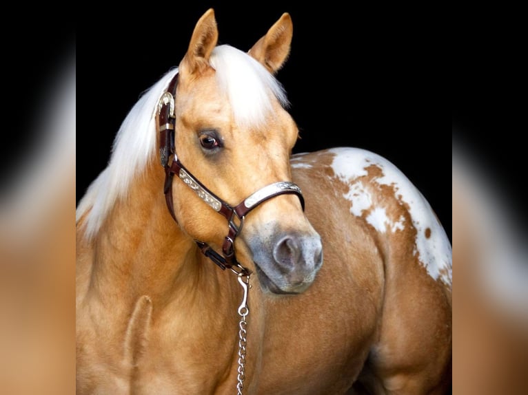 Appaloosa Wallach 6 Jahre 159 cm Palomino in Kirtorf