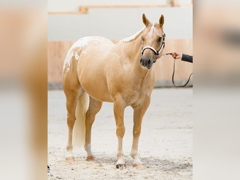Appaloosa Wallach 6 Jahre 159 cm Palomino in Kirtorf