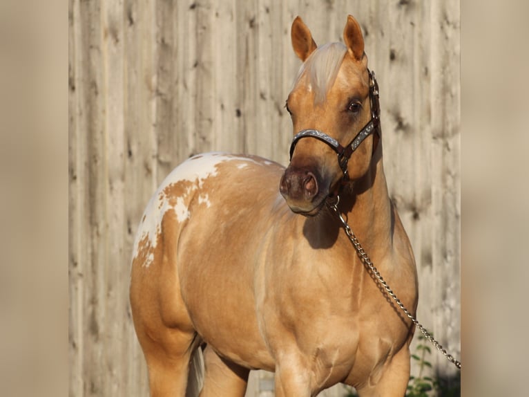 Appaloosa Wallach 6 Jahre 159 cm Palomino in Kirtorf