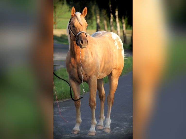 Appaloosa Wallach 6 Jahre 159 cm Palomino in Kirtorf