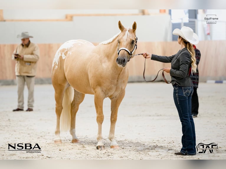 Appaloosa Wallach 6 Jahre 159 cm Palomino in Kirtorf