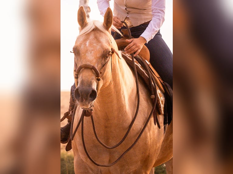Appaloosa Wallach 6 Jahre 159 cm Palomino in Kirtorf