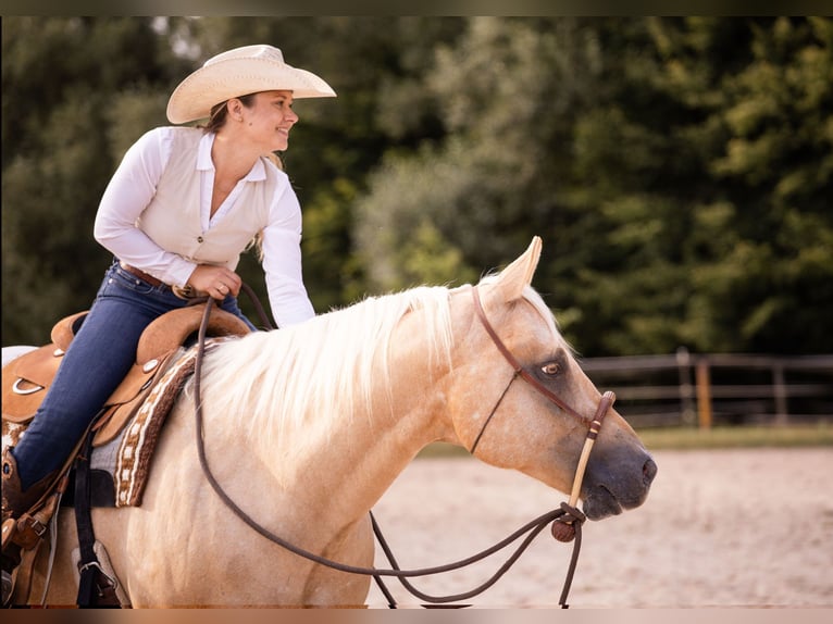 Appaloosa Wallach 6 Jahre 159 cm Palomino in Kirtorf