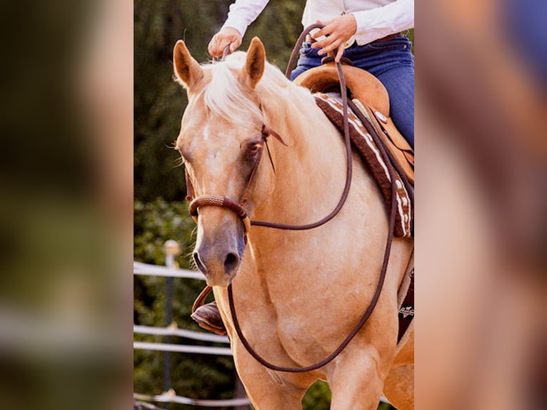 Appaloosa Wallach 6 Jahre 159 cm Palomino in Kirtorf